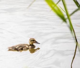 A duck on a lake