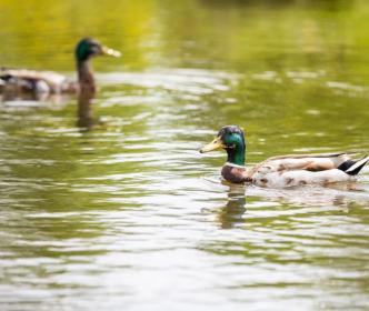 Two ducks swimming in a pond