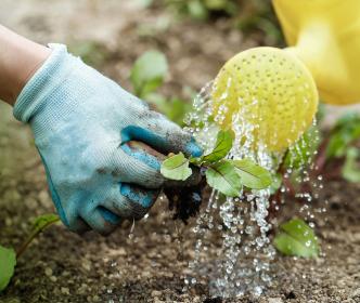 A gardener watering a small plant with a watering can