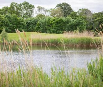 Ducks swimming on a river